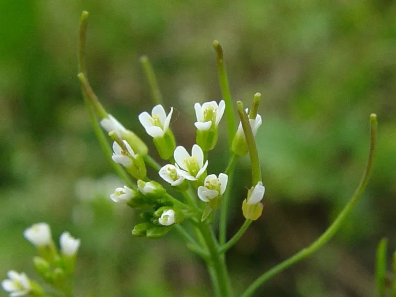 Arabidopsis thaliana. Credit: 90Ways