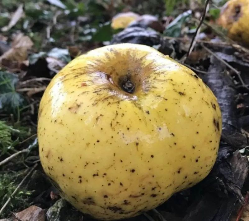 screenshot new apple variety discovered by wiltshire jogger