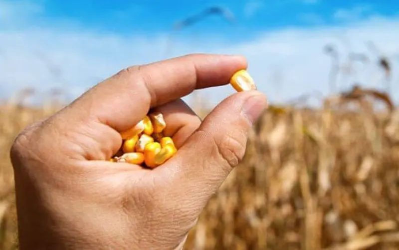 maize hand corn
