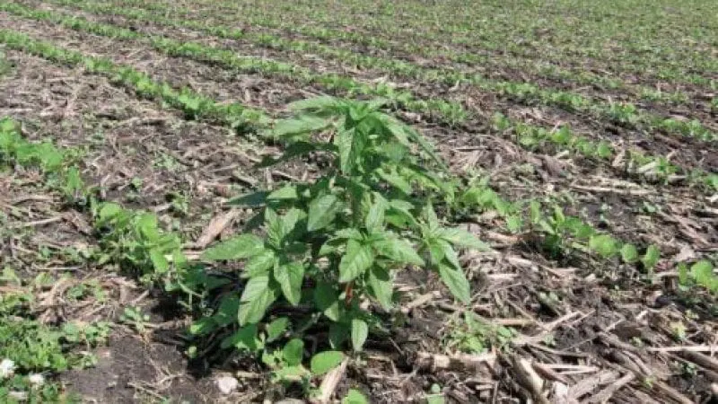 Waterhemp in soybean stubble x Waterhemp in soybean stubble x