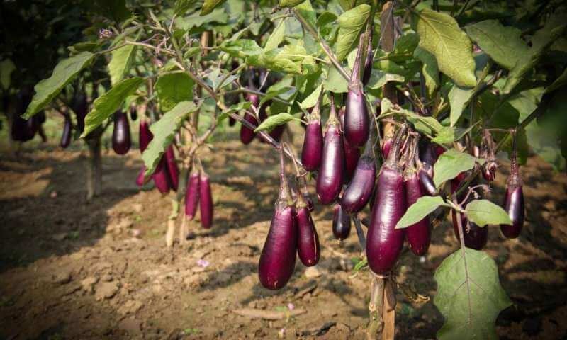 brinjal