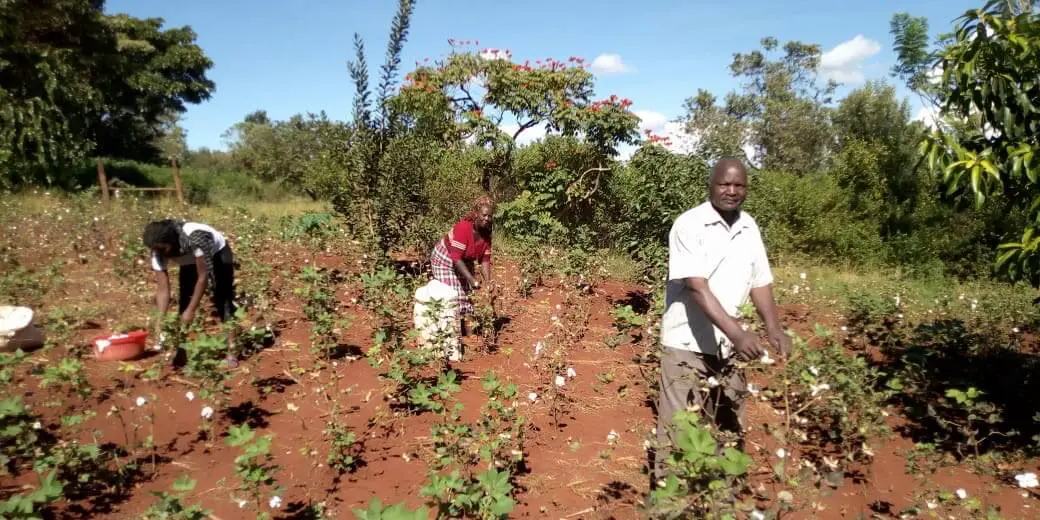 mugo magondu picks bt cotton in his kirinyaga farm mugo magondu picks bt cotton in his kirinyaga farm