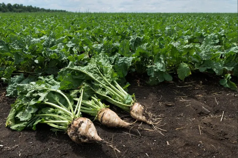 Genetically modified sugarbeets. Credit: Luther Markwart