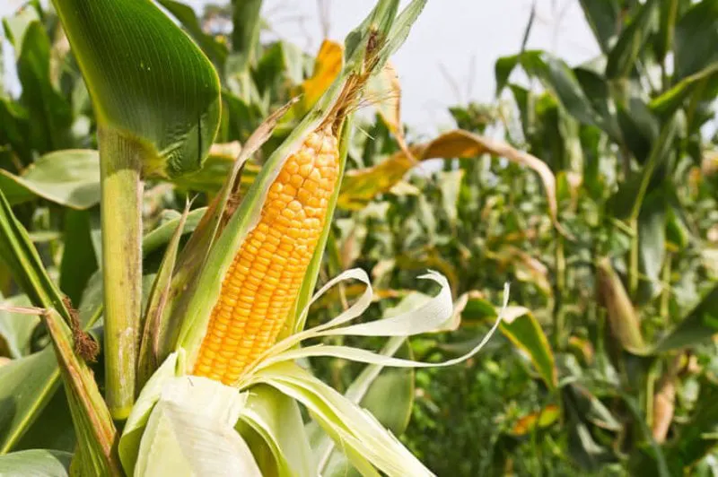 corn cob