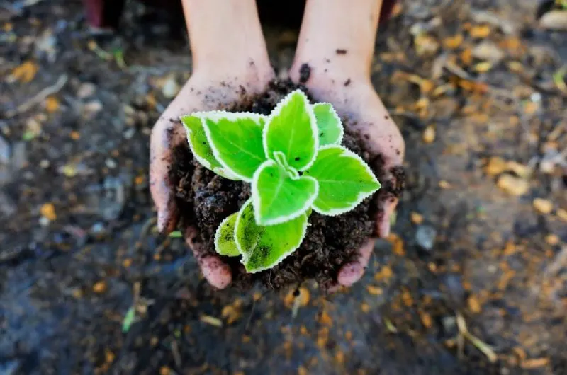 seedling