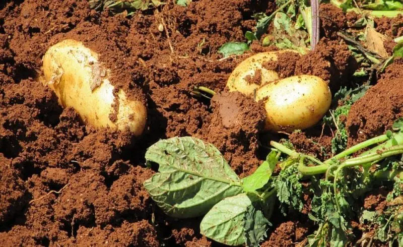 potatoes harvest farm vegetable agriculture harvesting Credit: Pxfuel