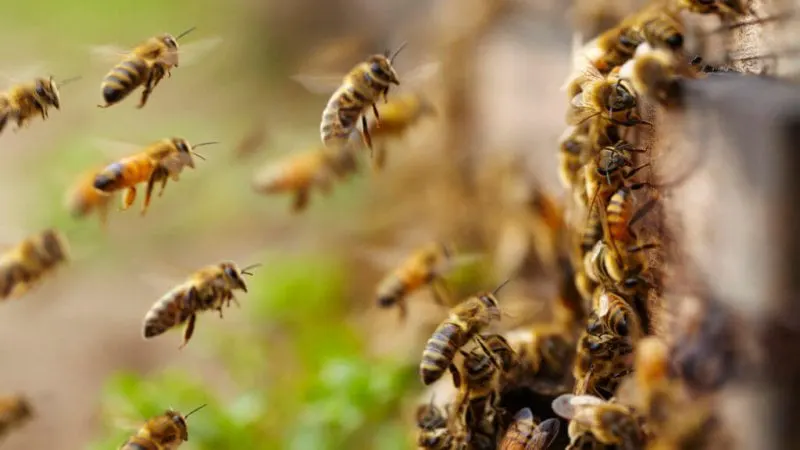 bees