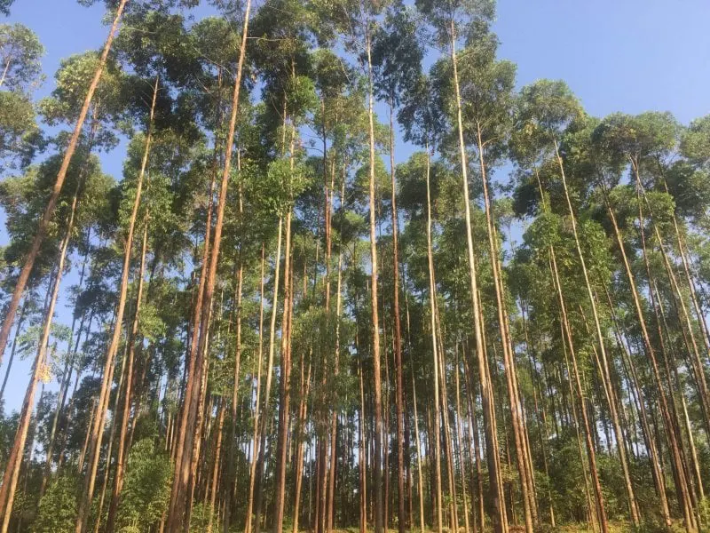 Eucalyptus farming in Kenya. Credit: PulseLive