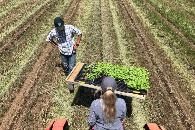 no till organic california roller crimper pesticides weeds climate healthy soil carbon full belly melon transplant credit full belly farm Credit: Full Belly Farm