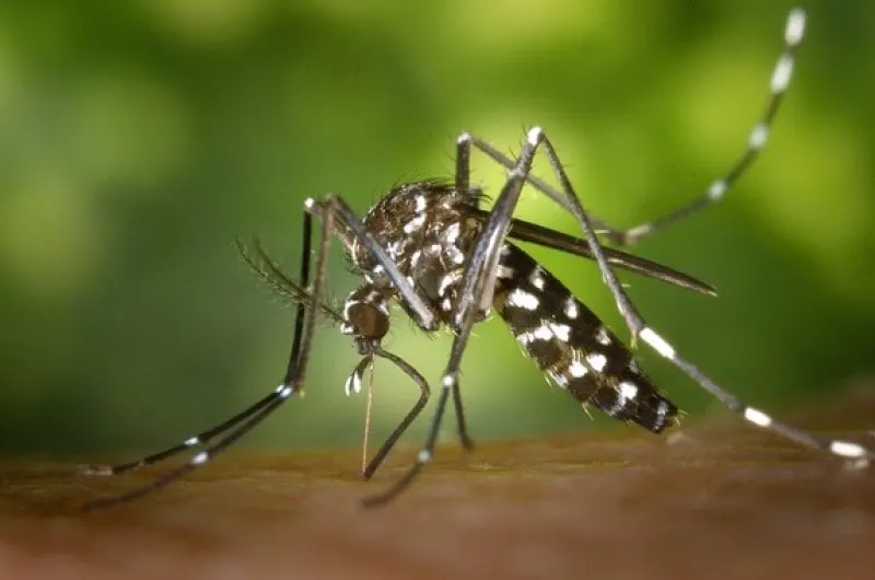 zika virus aedes mosquito zika virus aedes mosquito