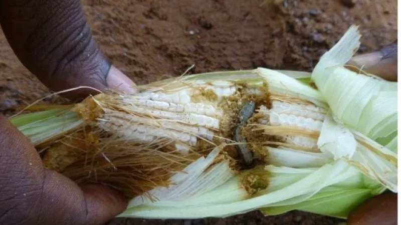 armyworm