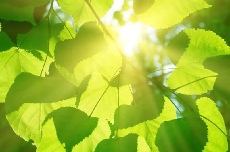 photosynthesis