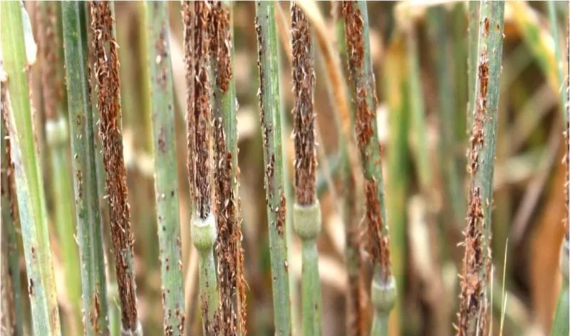 wheat rust disease wheat rust disease