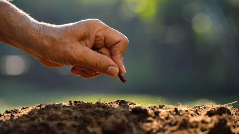 planting a seed x