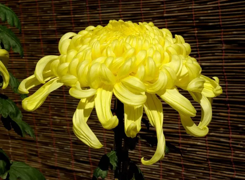 px chrysanthemum november osaka japan