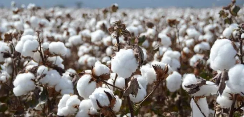 cotton