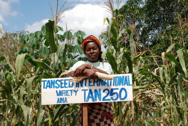 A farmer in Tanzania stands in front of her maize plot where she grows improved, drought tolerant maize variety TAN 250. Credit: Anne Wangalachi/CIMMYT