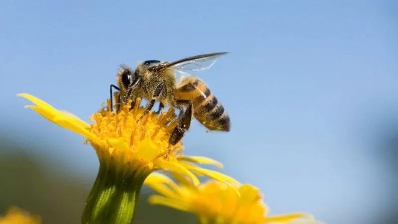Credit: Rick Bowmer/AP