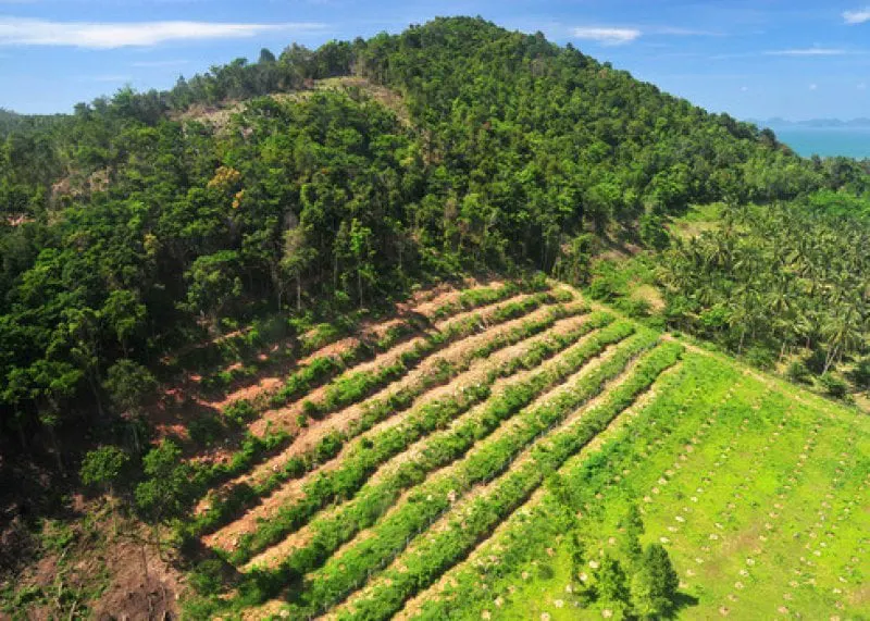 Habitat destruction Rain forest destruction in thailand form Aerial view