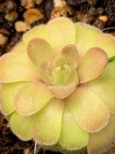 butterwort leaves penn state