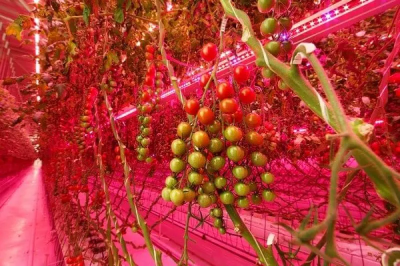 Credit: RIAT/Signify/Hortidaily