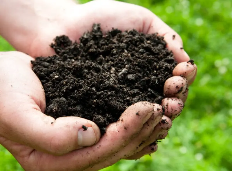 gardener holding dirt