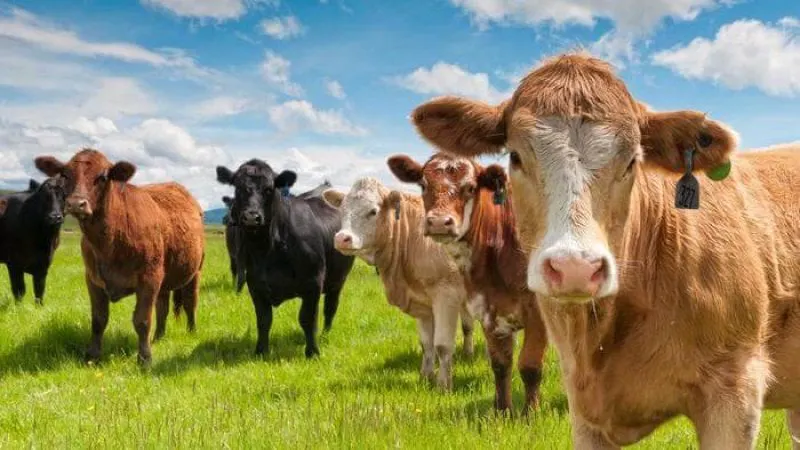 cattle cube feeder b e e e esbmm EoT gyvMXKdYMtw