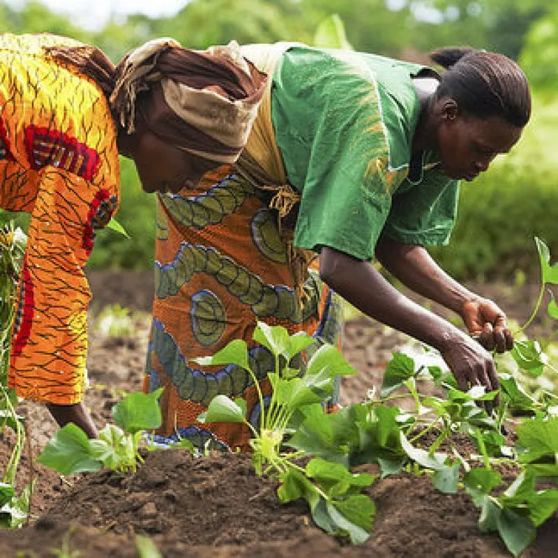 wpid African women farmers e