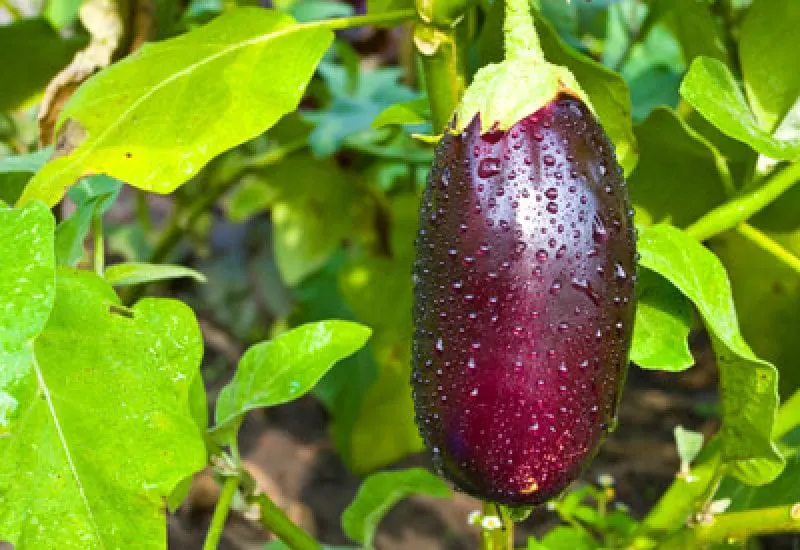 gmo eggplant gmo eggplant