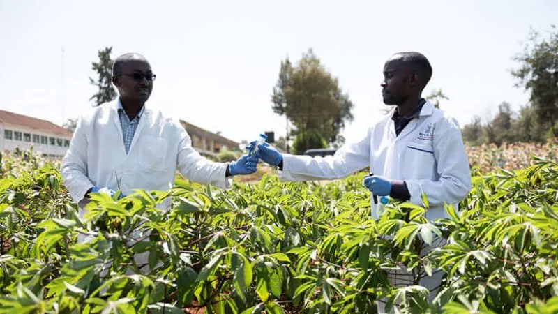 Agricultural researchers from the Kenya Agriculture and Livestock Research Organization (KALRO) have been working to produce drought-resistant crops to maximize crop outputs for smallholder farmers in Kenya’s rural areas. Credit: World Bank