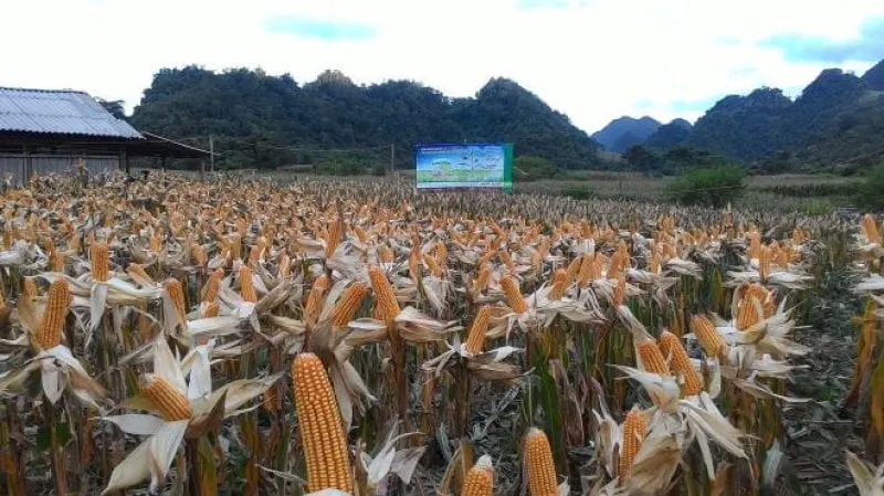 Credit: CropLife Vietnam