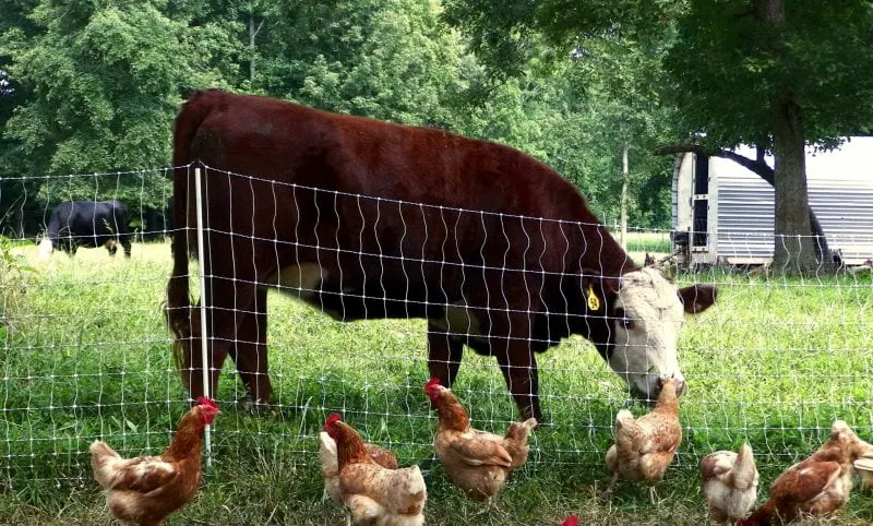 Credit: Deer Run Farm/Virginia Tech