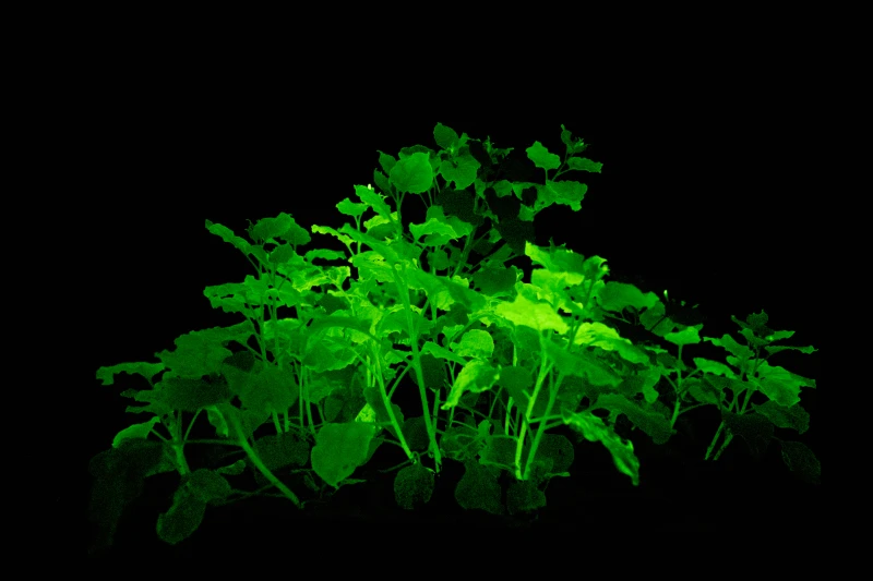 glowing plants side view