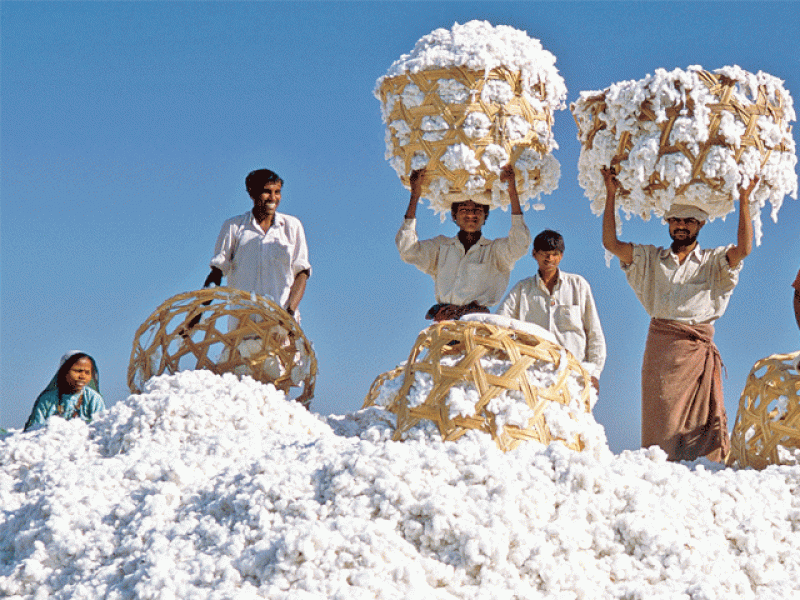 Cotton BCCL