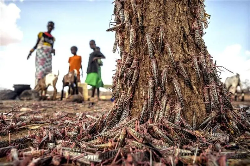 locust destruction in africa credit fao via genetic literacy project locust destruction in africa credit fao via genetic literacy project