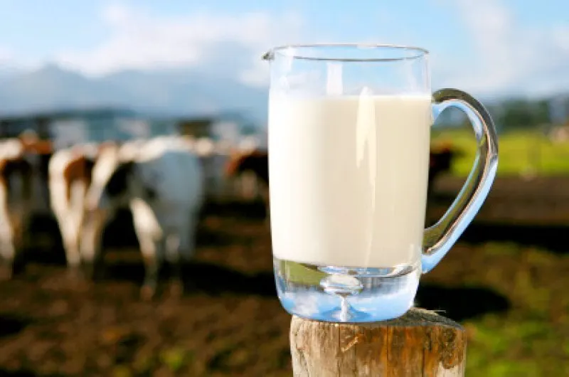 raw milk