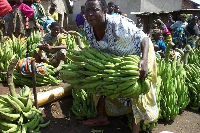 mwanamke akinyanyua mkungu wa ndizi katika soko la tukuyu