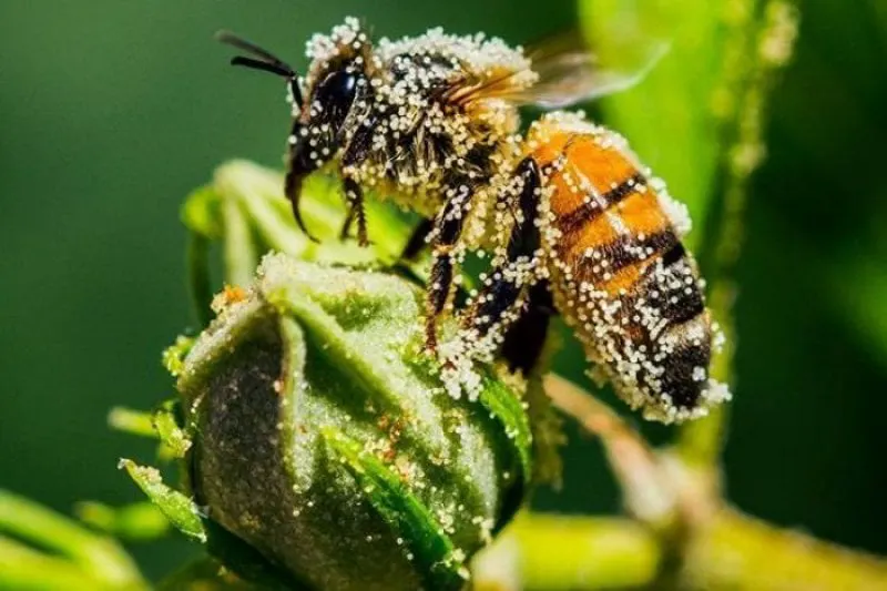 Credit: Andrew Lancaster/ABC