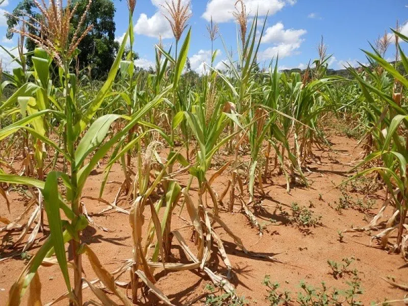 Credit: CIMMYT