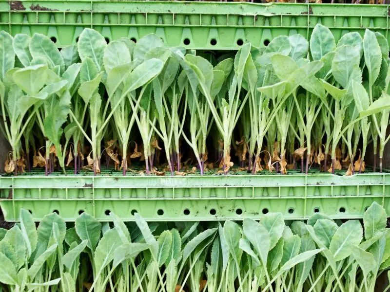 Credit: Getty Images