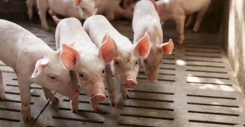 Pigs Patarapong iStock