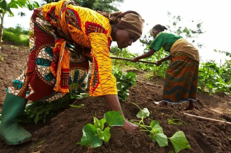 growing sweet potatoes in tanzania x growing sweet potatoes in tanzania x