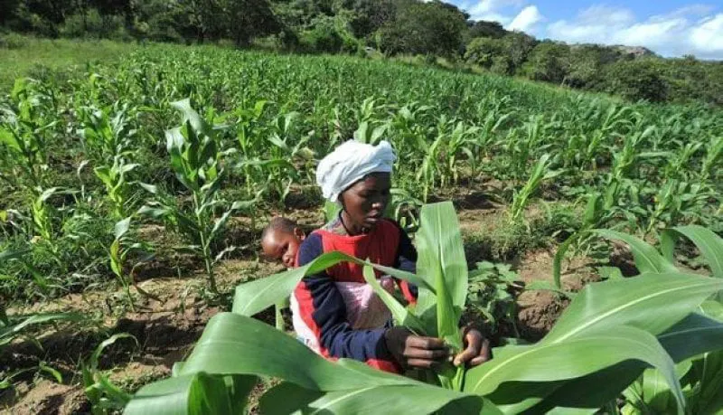 gm maize zimbabwe