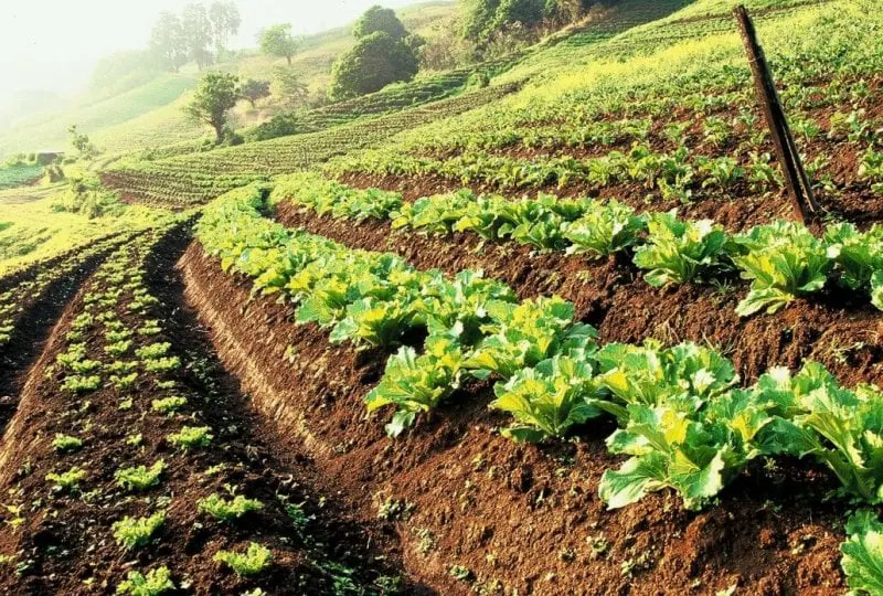 Sustainable Agriculture x