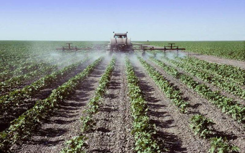 Spraying young cotton plants in a field Spraying young cotton plants in a field