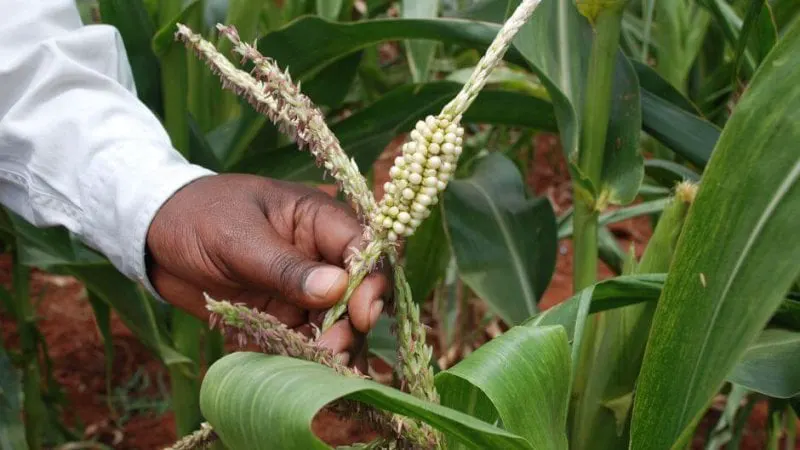 Credit: Anne Wangalachi/CIMMYT