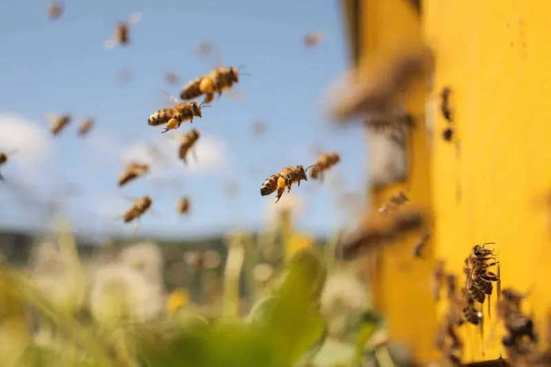 honey bees honey bees