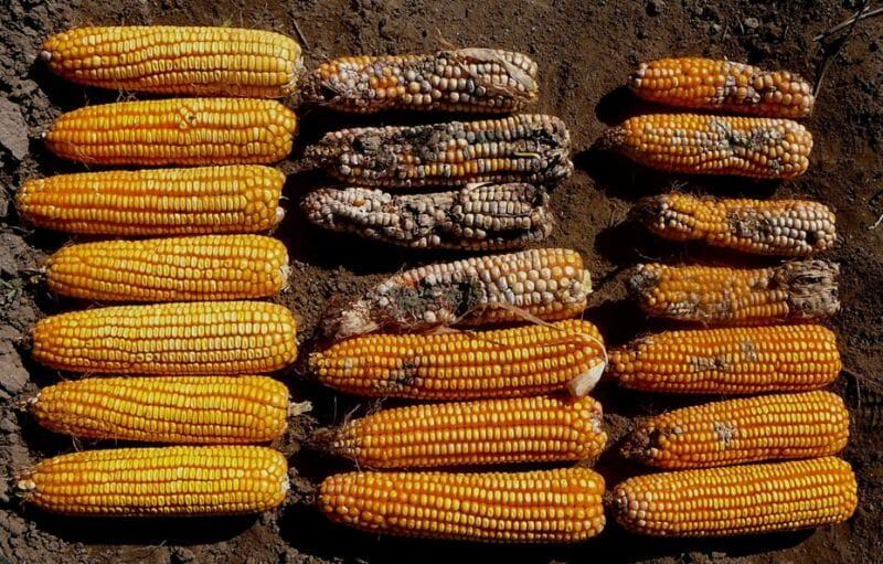 fall armyworm mgmt