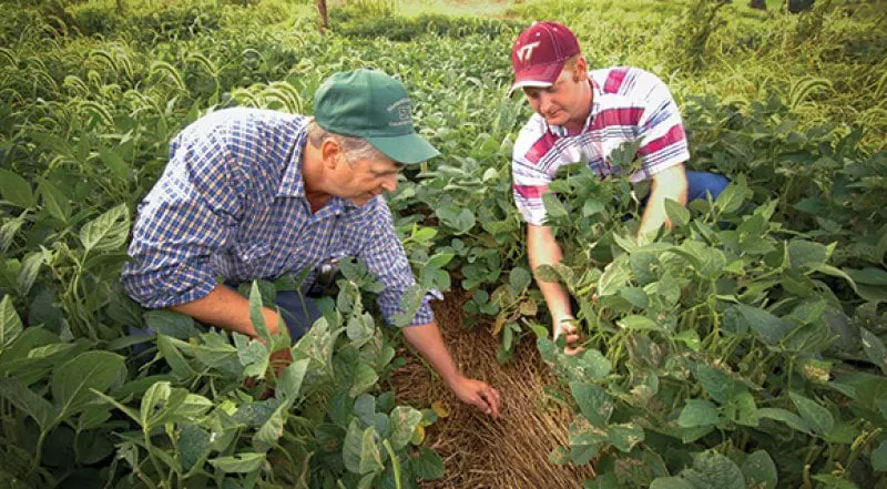 Farmers in Virginia use no-till practices to protect wildlife habitat and water quality in the Chesapeake Bay Watershed. Credit: USDA, from Flickr, licensed under CC BY 2.0