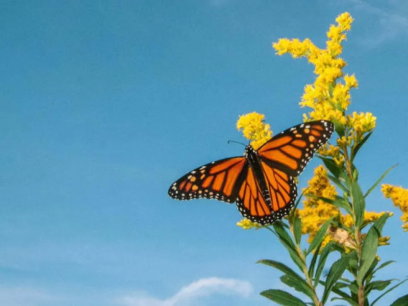 Credit: World Wildlife Fund